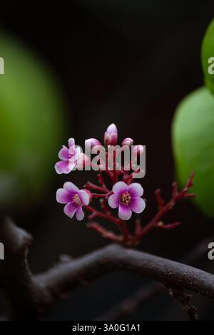 Belle fleur violette multiple avec rebord blanc sur pétales isolé sur noir en position verticale Banque D'Images