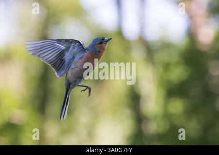 Chaffinch eurasien [ Fringilla coelebs ] oiseau mâle en vol Banque D'Images