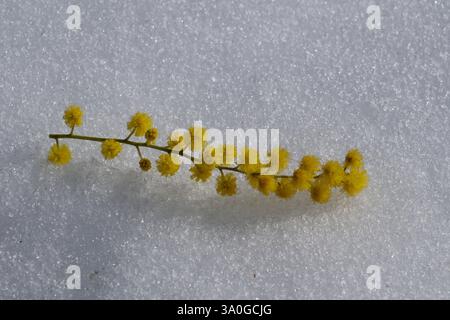 Fleur de mimosa dans la neige, gros plan, printemps. Le mimosa fleurit sur la neige les jours ensoleillés Banque D'Images