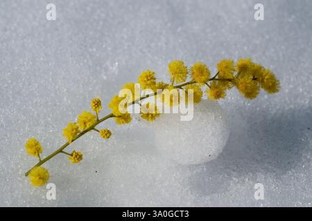 Fleur de mimosa dans la neige, gros plan, printemps. Le mimosa fleurit sur la neige les jours ensoleillés Banque D'Images