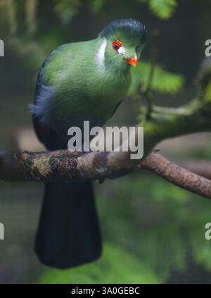 Turaco à joues blanches (Menelikornis leucotis), oiseau adulte perché sur une branche, originaire du Soudan, du Soudan du Sud, de l’Éthiopie et de l’Érythrée, captif, Allemagne, AF Banque D'Images