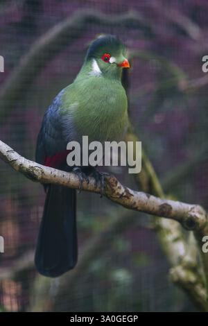 Turaco à joues blanches (Menelikornis leucotis), oiseau adulte perché sur une branche, originaire du Soudan, du Soudan du Sud, de l’Éthiopie et de l’Érythrée, captif, Allemagne, AF Banque D'Images