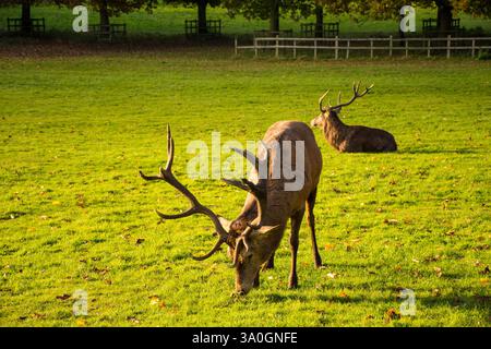 Deux cerfs de cerf ; l'un paissant et l'autre reposant au pays de Wollaton et au parc de cerfs à Nottingham, au Royaume-Uni. Banque D'Images