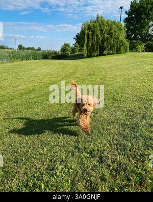 Chien dans le parc courant sur l'herbe. Marron jouet-caniche sur la pelouse courant vers la caméra. Banque D'Images
