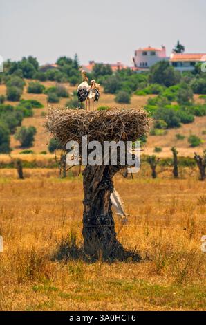 Deux cigognes dans leur grand nid et un cheval blanc. Banque D'Images