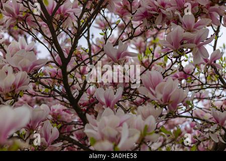 Vue rapprochée d'un magnolia fleuri avec de délicates fleurs roses et blanches sur des branches sombres sur un fond de ciel doux au printemps Banque D'Images