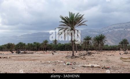 Les palmiers prospèrent dans le paysage aride de Socotra, contrastant avec un ciel gris et des montagnes escarpées en arrière-plan. Banque D'Images