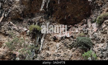 Explorez les superbes formations rocheuses et la végétation unique de Socotra, mettant en valeur la riche biodiversité et la beauté naturelle des îles. Banque D'Images