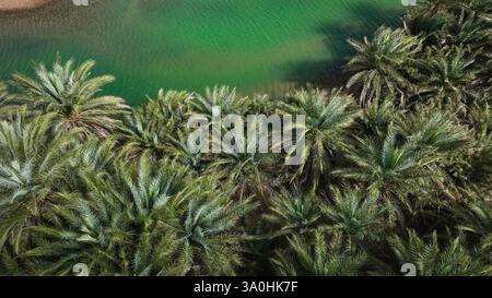 Des palmiers luxuriants prospèrent le long des eaux sereines de l'île de Socotra, révélant la beauté unique de ce paradis naturel. Banque D'Images