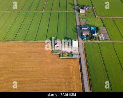 Champ aérien de blé vert. Vue aérienne Grand champ vert. Banque D'Images