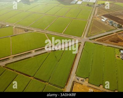 Champ aérien de blé vert. Vue aérienne Grand champ vert. Banque D'Images