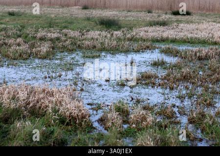 Zone humide aux pays-Bas avec de l'herbe gelée et des roseaux. Banque D'Images