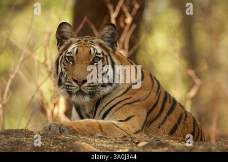 Tigre royal du Bengale dans le parc national de Bandhavgarh, Inde. Vue de paysage de la tête et des épaules d'un jeune tigre adulte allongé sur des rochers, regardant la caméra. Banque D'Images