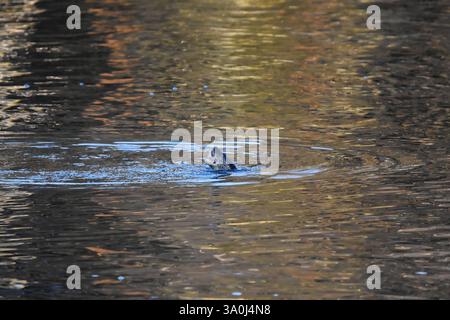 Loutre européenne (Lutra lutra) nageant dans un lac se nourrissant en hiver. Banque D'Images