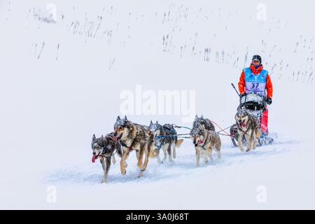 Participant à la La Grande Odyssée Savoie Mont Blanc course de chiens de traîneau, Praz de Lys Sommand, Auvergne-Rhône-Alpes, France Banque D'Images