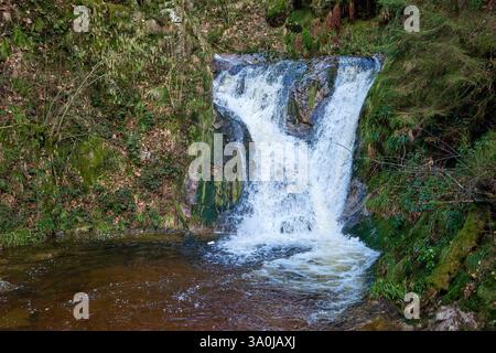 Plongez dans la beauté sereine de cette scène captivante de cascade de forêt. Un ruisseau de montagne coule gracieusement à travers une forêt luxuriante, Creat Banque D'Images