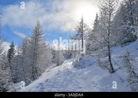 Sentier forestier d'hiver serpentant à travers des mélèzes couverts de neige bordant un sentier hivernal sinueux sous un ciel bleu à Lachtal, en Styrie Banque D'Images