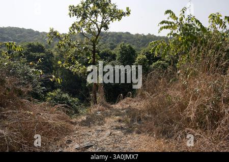 Borivali, Maharashtra / Inde - 18 novembre 2007 : la vue des arbustes denses dans la jungle. Banque D'Images