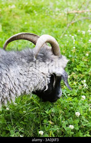 Une chèvre avec des cornes pâturant sur l'herbe verte et le trèfle. Banque D'Images