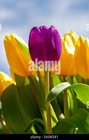 Fleur de tulipe violette unique au centre, avec une mise au point douce sur les fleurs de tulipe jaunes en arrière-plan Banque D'Images