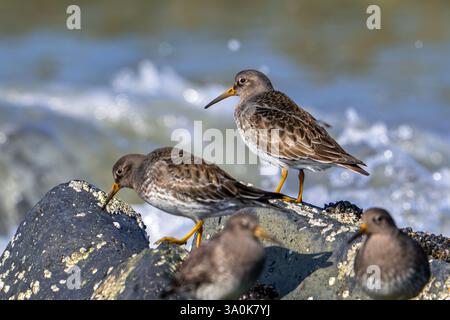 Les pieux de sable pourpres (Calidris maritima) en plumage non reproductif, en quête de nourriture parmi les rochers sur la rive rocheuse le long de la côte de la mer du Nord en hiver Banque D'Images