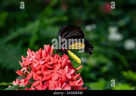 Golden, Birdwing, papillon, troides rhadamantus, se nourrissant d'une fleur au jardin botanique de Montréal Banque D'Images