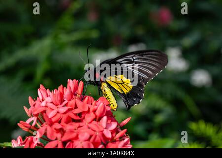 Golden, Birdwing, papillon, troides rhadamantus, se nourrissant d'une fleur au jardin botanique de Montréal Banque D'Images