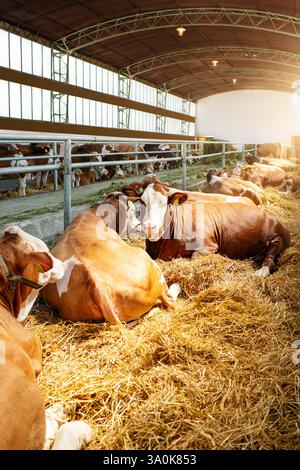 Vaches Simmental se reposant dans une grange de ferme d'élevage. Banque D'Images