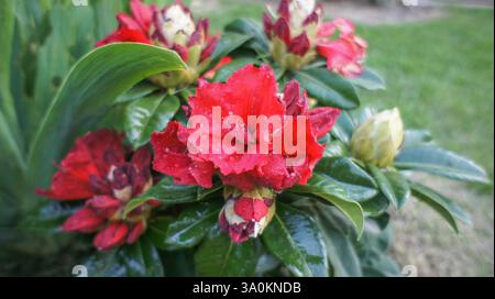 Fleurs rouges d'un arbuste à feuilles persistantes ou d'un petit arbre de Rhododendron arboreum ou d'arbre rhododendron, dans le jardin ou la conception d'architecture paysagère. Banque D'Images
