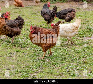 Groupe de poulets à l'extérieur sur une ferme avicole. Banque D'Images
