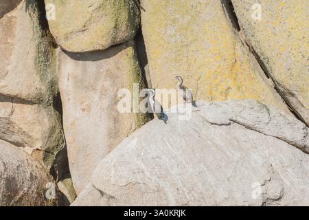 Pied Shags de Nouvelle-Zélande debout sur un rocher, Abel Tasman National Park, Nelson Region, South Island, Nouvelle-Zélande Banque D'Images