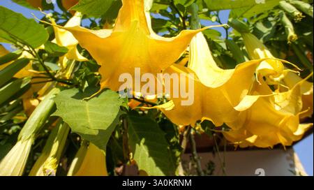 Jaune rose Brugmansia versicolor ou anges trompettes dans la famille Solanaceae, buisson ou petit arbre dans le jardin ou design d'architecture paysagère. Banque D'Images