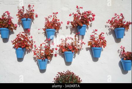 Décoration de mur avec des pots de fleurs en bleu de la rue Calle Carmen, Marbella, Andalousie, espagne. Banque D'Images