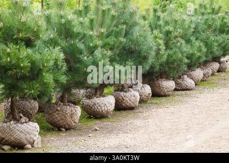 Pots de jeunes petits pins pour planter dans une rangée sur la ferme de pépinière d'arbres. Banque D'Images