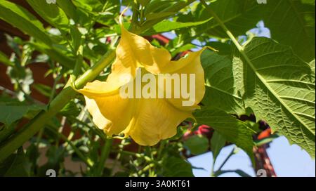 Jaune rose Brugmansia versicolor ou anges trompettes dans la famille Solanaceae, buisson ou petit arbre dans le jardin ou design d'architecture paysagère. Banque D'Images