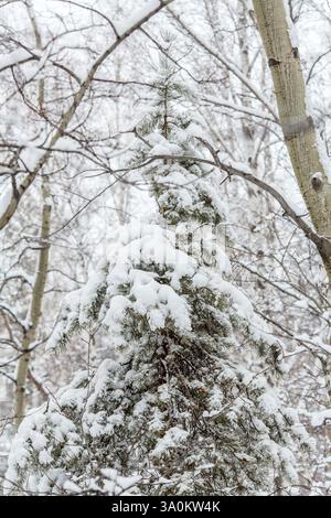 un pin couvert de neige debout haut au milieu d'une forêt d'hiver. Les branches du pin sont recouvertes de neige épaisse, créant un aspect moelleux et moelleux Banque D'Images