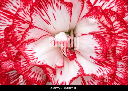Photo macro d'une fleur d'œillet rouge et blanc Banque D'Images