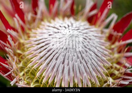 Plan macro d'une superbe fleur de Protea Banque D'Images