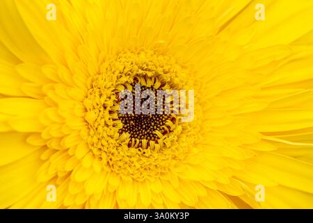 Gros plan de Yellow Gerbera Daisy en pleine floraison Banque D'Images