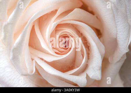 Rose rose douce élégante en gros plan Banque D'Images