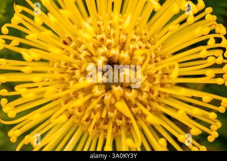 Gros plan macro d'une fleur de protea jaune éclatante en coussin d'épingle Banque D'Images