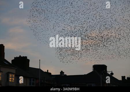 Aberystwyth Wales, Royaume-Uni. 4 mars 2025. Les étourneaux forment une murmure massive au coucher du soleil avant de percer sur les vieilles usines de fer sous la jetée victorienne sur la côte galloise, crédit : mike davies/Alamy Live News Banque D'Images