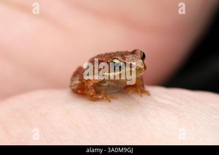 Minuscule grenouille brune assise sur la main humaine – photographie macro en gros plan Banque D'Images