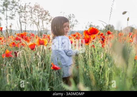 petit enfant marchant dans la fleur de pavot en fleurs dans un champ Banque D'Images