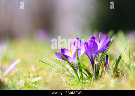Fleurs de crocus violettes vives poussant dans une prairie herbeuse, avec la lumière chaude du soleil filtrant à travers la forêt Banque D'Images