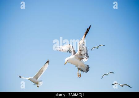 Flock of seagulls ski dans le ciel Banque D'Images