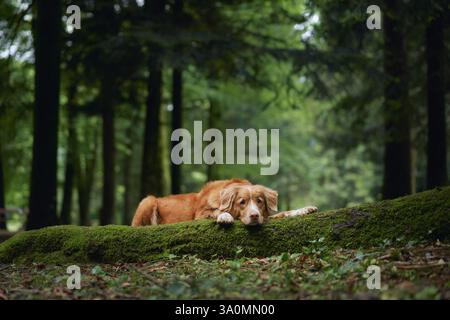 Un Retriever de Nouvelle-Écosse Duck Tolling est assis sereinement sur une parcelle de mousse entourée de grands arbres forestiers. Le cadre paisible reflète l'harmonie du Banque D'Images