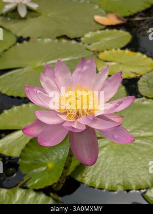 Le nénuphar rose pâle fleurit, son centre jaune est un contraste lumineux. Les nénuphars mouchetés flottent sur l'eau sombre. Une seule tige tient la fleur. Lumière naturelle Banque D'Images
