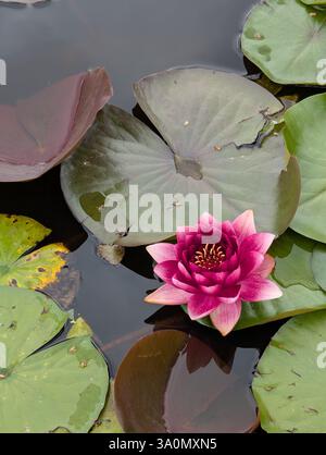 Le nénuphar rose profond fleurit, son étamine dorée est un centre vibrant. Les coussinets de nénuphars ronds flottent sur l'eau sombre, certains avec des teintes rougeâtres. Banque D'Images