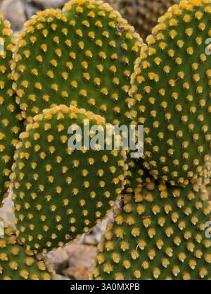 Opuntia microdasys cactus gros plan : tampons verts avec gloches jaunes, surface texturée. Lumière naturelle, détail botanique. Plante du désert, motif unique Banque D'Images
